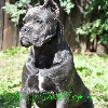  - !!! NEW MALE IN OUR KENNEL !!!