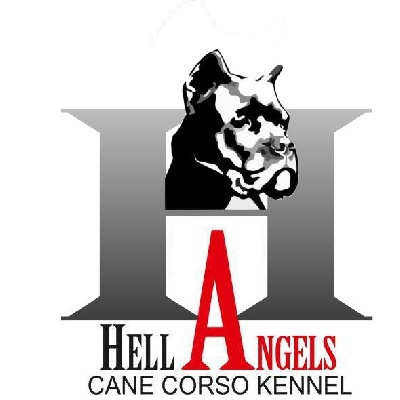 Hell Angels - nouveau site web