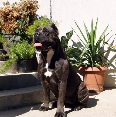 Hell Angels - NEW FEMALE IN OUR KENNEL